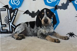 Sloane - English Coonhound for sale