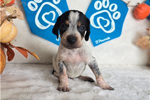 Stetson - puppy for sale