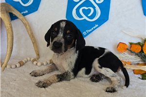 Sooner - English Coonhound for sale