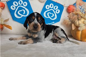 Shade - puppy for sale