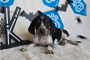 Sooner - English Coonhound for sale