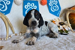 Simon - English Coonhound for sale