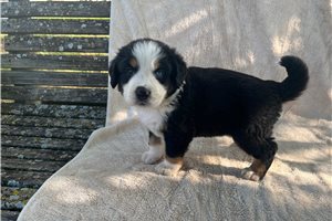 Oliver - Australian Mountain Dog for sale