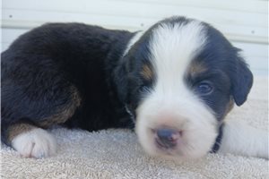 Omar - Australian Mountain Dog for sale