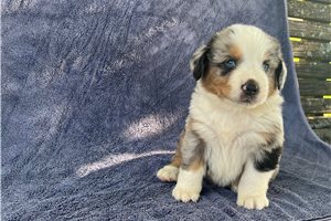 Odin - Australian Mountain Dog for sale