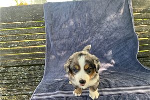 Ollie - Australian Mountain Dog for sale