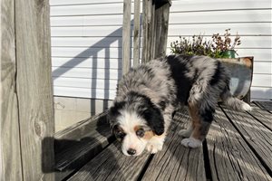 Blair - Australian Mountain Dog for sale
