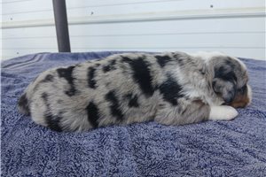 Odin - Australian Mountain Dog for sale