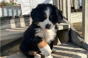 Beethoven - Australian Mountain Dog for sale