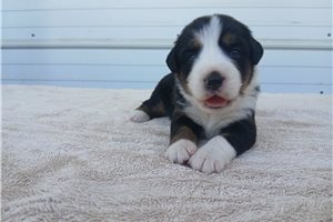 Oakley - Australian Mountain Dog for sale