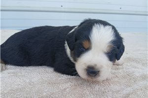 Oliver - Australian Mountain Dog for sale