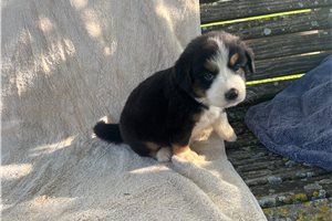 Oakley - Australian Mountain Dog for sale