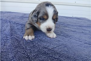 Ollie - Australian Mountain Dog for sale