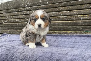 Bitsy - Australian Mountain Dog for sale