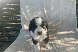 Omar - Australian Mountain Dog for sale