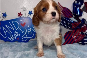 Delilah - Cavalier King Charles Spaniel for sale