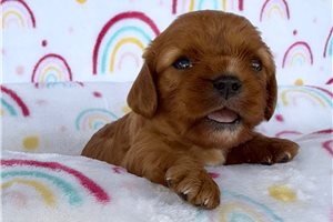 Daisy - Cavalier King Charles Spaniel for sale