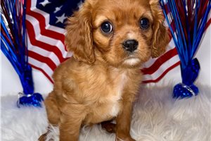 Daisy - Cavalier King Charles Spaniel for sale