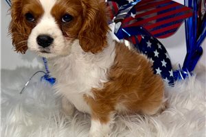 Delilah - Cavalier King Charles Spaniel for sale