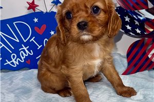 Daisy - Cavalier King Charles Spaniel for sale