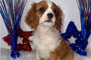 Delilah - Cavalier King Charles Spaniel for sale