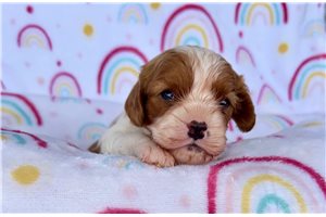 Delilah - puppy for sale