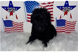Paige - Poodle, Toy for sale