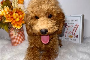 Pablo - Toy Poodle for sale