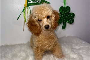 Carson - Poodle, Toy for sale