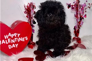 Calvin - puppy for sale