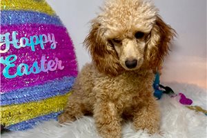Carson - Poodle, Toy for sale