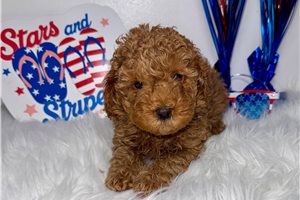 Pablo - Poodle, Toy for sale