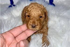 Pablo - puppy for sale