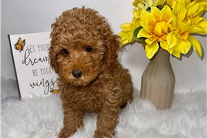 Pablo - Poodle, Toy for sale