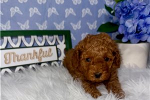 Pablo - Poodle, Toy for sale