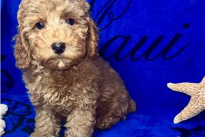 Pablo - Poodle, Toy for sale