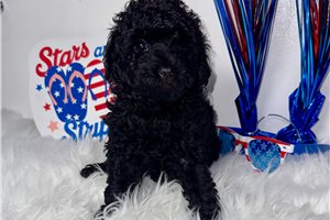 Pacino - Poodle, Toy for sale