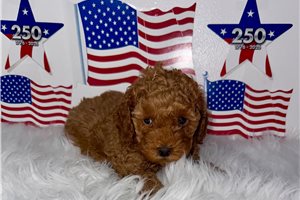 Pablo - Poodle, Toy for sale