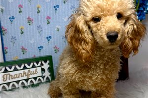 Carson - Poodle, Toy for sale