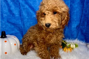 Pablo - Toy Poodle for sale