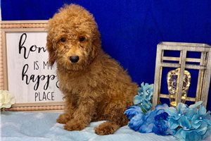 Pablo - Toy Poodle for sale