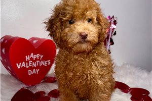 Carter - puppy for sale