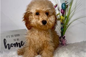Carson - Poodle, Toy for sale