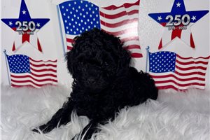 Pacino - Poodle, Toy for sale