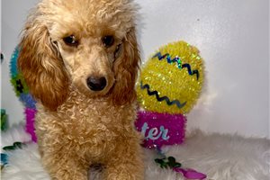 Carson - Poodle, Toy for sale