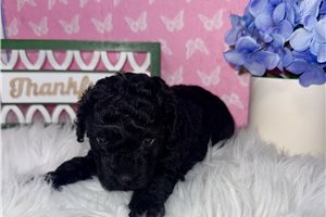 Paige - Poodle, Toy for sale