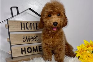 Pablo - Poodle, Toy for sale