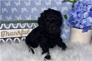 Pacino - Poodle, Toy for sale