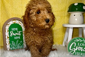 Pablo - Poodle, Toy for sale