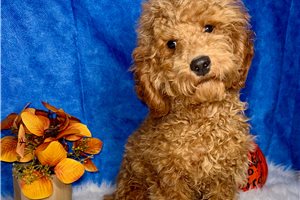 Pablo - Toy Poodle for sale